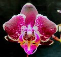 PL-7057 (Phal. Gan Lin Diamond x I-Hsin Black Jack AO 20333 (2)